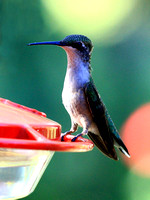 Ruby-throated Hummingbird   "Clara"