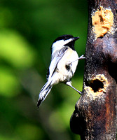 Chickadees, Nuthatches, Creepers, Wrens, Dippers