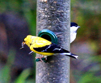 American Goldfinch and Black-capped Chickadee