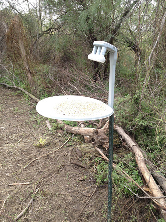 A most unusual bird feeder.