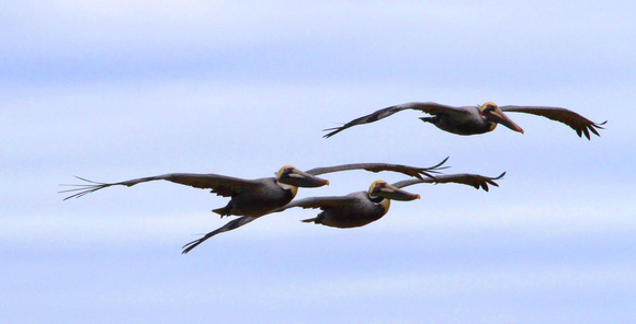 Brown Pelicans cruising along the gulf shore