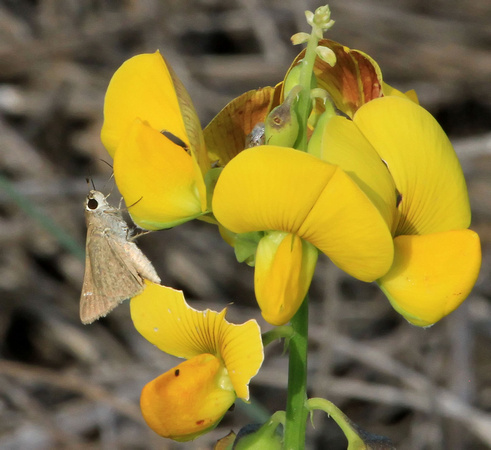 Skipper genus moth on flowers