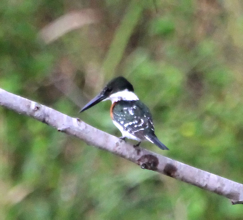 Green Kingfisher, male