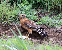 Red-shouldered Hawk with a fish