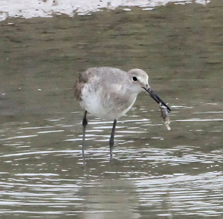 Willet with morsel