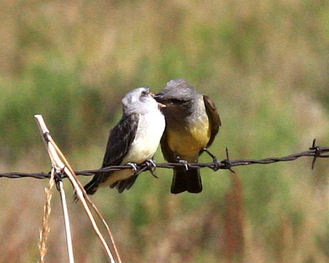 Adult Western Kingbird (right) feeding juvenile