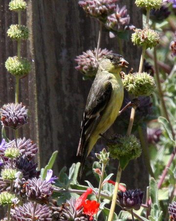 Lesser Goldfinch, f