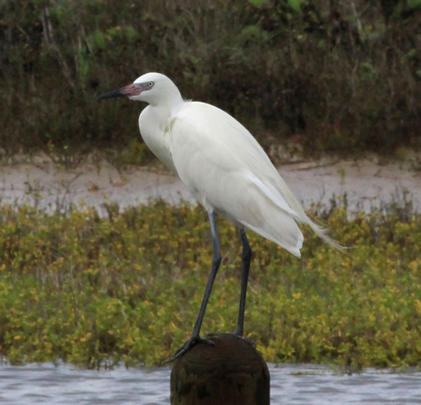 Reddish Egret,  White Morph
