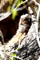 Great Horned Owl hatchling