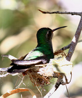 Magnificent or Blue-throated?