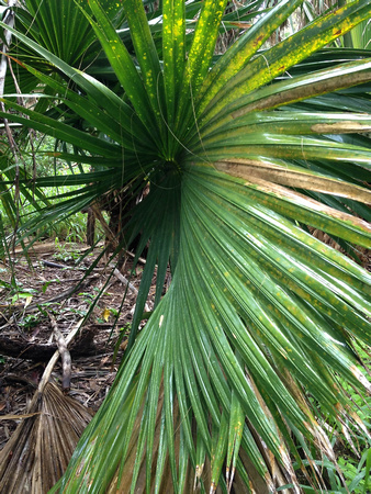 Sabal Palm Frond