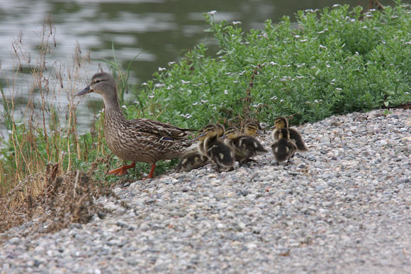 Mallard mother and ducklings