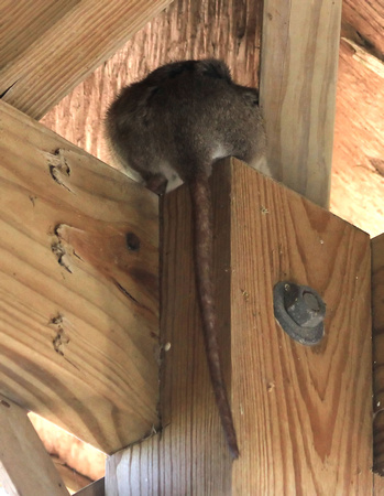 Wood Rat